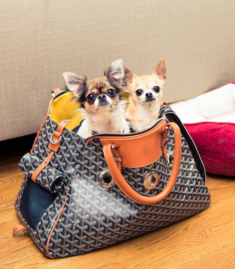 Image result for dogs carried in handbags