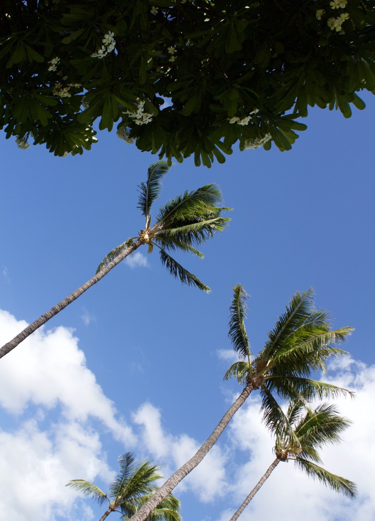 maui palm trees